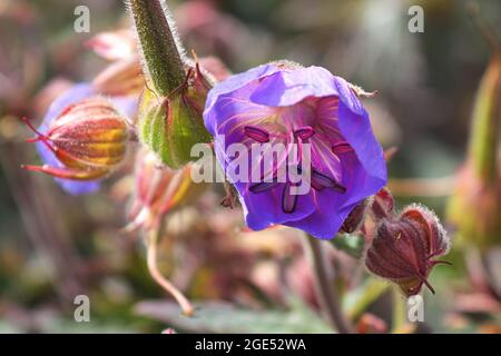 Makro eines purpurnen Kranzschnabelblüten mit Staubgefäßen Stockfoto