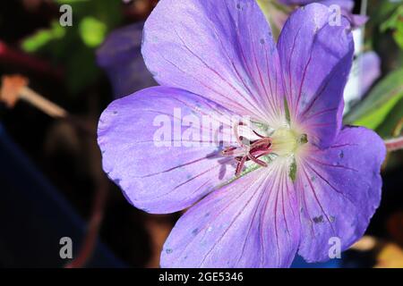 Nahaufnahme Hintergrund eines lila Kranzschnabel Blume Stockfoto