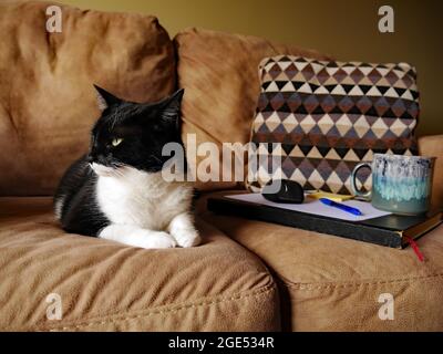 Nahaufnahme einer schwarz-weißen Katze, die sich auf einem braunen Sofa mit einer Computermaus, einem Buch, Papieren und einem Kaffeebecher auf dem Sofa entspannt. (Der Name von CATS ist Roxy) Stockfoto