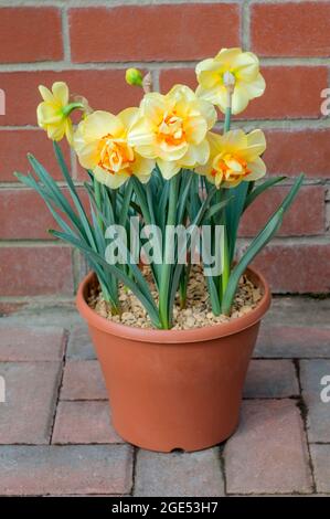 Gruppe von Narcissus Tahiti im Blumentopf im Frühjahr. Narcissus Tahiti ist eine gelbe und orange Division 4 Doppel-Narzissen, die eine Laub-Staude ist Stockfoto