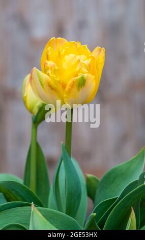 Abschluss des tulipa Granny Awards. Eine doppelt oder Pfingstrose blühende, zweifarbige gelbe und orangefarbene Tulpe aus der Gruppe der Tulpen der Division 11 Stockfoto