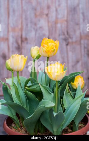 Group of tulipa Granny Award. Eine doppelte oder Pfingstrose im späten Frühjahr blühende, zweifarbige gelbe und orangefarbene Tulpe, die zur Gruppe der Tulpen der Division 11 gehört Stockfoto