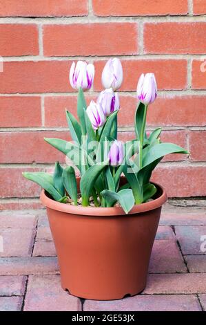 Gruppe von tulipa Flaming Flag in einem Blumentopf. Eine einzelne, im Frühling blühende, violette und weiße Tulpe, die zur Triumphgruppe der Abteilung 3 Tulpen gehört Stockfoto