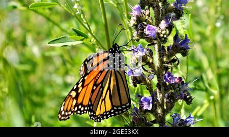 Nahaufnahme eines Monarchen-Schmetterlings, der Nektar aus den violetten Blüten einer Natter-Büglanz-Pflanze auf einem Feld sammelt Stockfoto