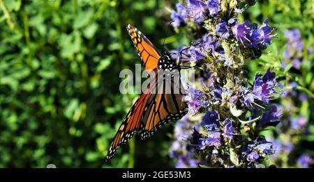 Nahaufnahme eines Monarchen-Schmetterlings, der Nektar aus den violetten Blüten einer Natter-Büglanz-Pflanze auf einem Feld sammelt Stockfoto