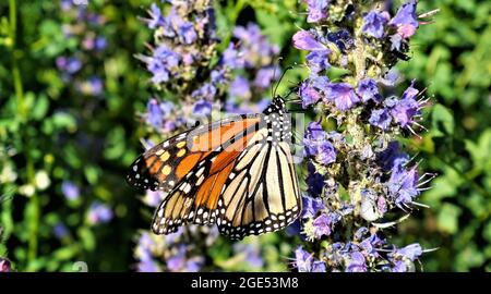 Nahaufnahme eines Monarchen-Schmetterlings, der Nektar aus den violetten Blüten einer Natter-Büglanz-Pflanze auf einem Feld sammelt Stockfoto