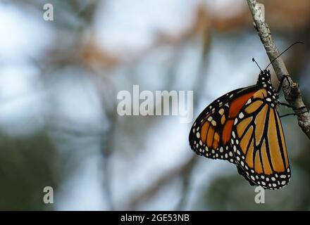 OLYMPUS DIGITALKAMERA - Nahaufnahme eines Monarchschmetterlings, der auf einem Ast im Wald ruht Stockfoto