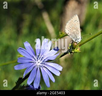 Nahaufnahme eines silbrig blauen Schmetterlings, der auf der Blütenknospe einer wilden Zichorienpflanze mit einer blauen Zichorienblume unter dem Schmetterling ruht Stockfoto