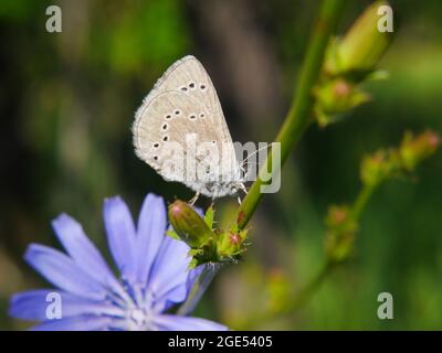 Nahaufnahme eines silbrig blauen Schmetterlings, der auf der Blütenknospe einer wilden Zichorienpflanze mit einer blauen Zichorienblume unter dem Schmetterling ruht Stockfoto