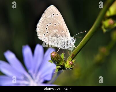 Nahaufnahme eines silbrig blauen Schmetterlings, der auf der Blütenknospe einer wilden Zichorienpflanze mit einer blauen Zichorienblume unter dem Schmetterling ruht Stockfoto