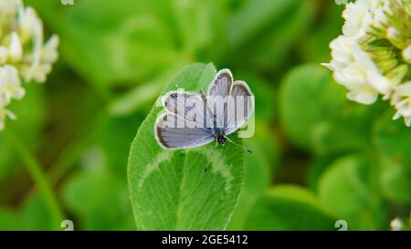 Nahaufnahme eines winzigen, kurzschwanzigen blauen Schmetterlings, der auf einem Kleeblatt auf einer Wiese mit zwei Kleeblättern auf jeder Seite ruht Stockfoto