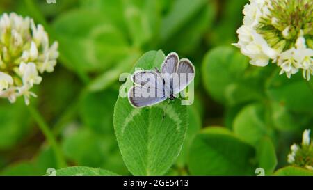 Nahaufnahme eines winzigen, kurzschwanzigen blauen Schmetterlings, der auf einem Kleeblatt auf einer Wiese mit zwei Kleeblättern auf jeder Seite ruht Stockfoto