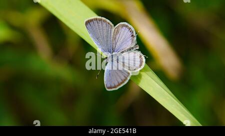 Nahaufnahme eines kurzschwanzigen blauen Schmetterlings, der auf einem Grashalm auf einer Wiese ruht Stockfoto