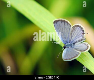 Nahaufnahme eines kurzschwanzigen blauen Schmetterlings, der auf einem Grashalm auf einer Wiese ruht Stockfoto