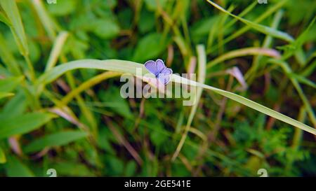 Nahaufnahme eines winzigen, kurzschwanzigen blauen Schmetterlings, der auf einem Grashalm auf einer Wiese ruht Stockfoto