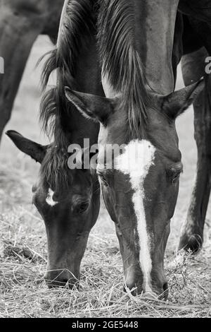 Nahaufnahme eines jungen Pferdfohlens mit Stute, die auf der Weide grast, schwarz und weiß. Stockfoto