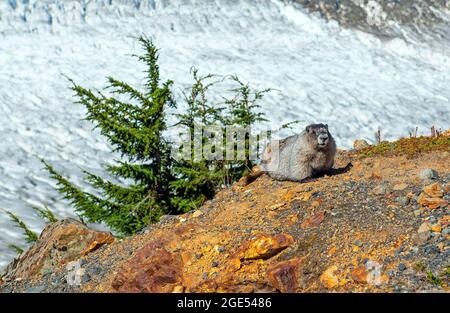 Hoary Marmot (Marmota caligata) von Salmon Glacier, Hyder, Alaska, USA. Stockfoto