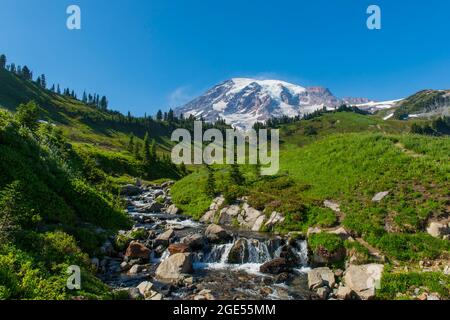 Blick vom Skyline Trail auf Paradise of Edith Creek mit Mount Rainier im Hintergrund in Mt. Rainier National Park im Staat Washington, USA. Stockfoto