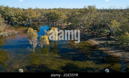 Luftaufnahme in niedriger Höhe von jungen Eucalyptus camaldulensis Bäumen, die im flachen, klaren Wasser der Andruc Lagune wachsen Stockfoto