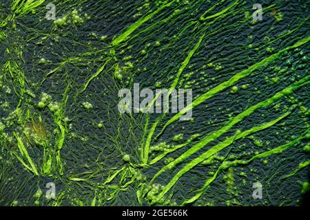 Nahaufnahme von grünen Filimenten von Algen, die auf der Oberfläche von stagnierendem Süßwasser wachsen. Stockfoto