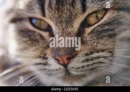 Nahaufnahme von Tabby-Katzen Nase, Schnurrhaare und Augen unscharf Stockfoto