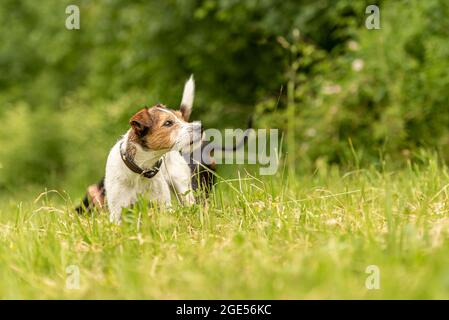 Zwei Tierfreunde auf einer grünen schönen Wiese im Frühling. Stolzer rot-weiß gefärbter Paron Russell Terrier Hund und im Hintergrund ein schwarzer Manchester Stockfoto