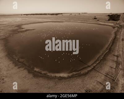 Luftaufnahme der Flamingos-Herde in der Lagune von Pampas, Provinz La Pampa, Patagonien, Argentinien. Stockfoto