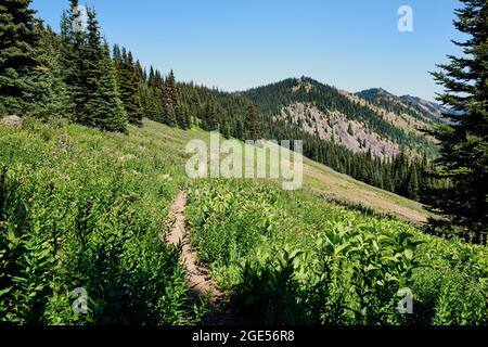 Abschnitt des Skyline Trails des Manning Parks, der durch blühende alpine Wiesen nach Norden führt. BC, Kanada Stockfoto