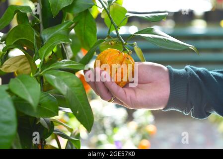 Bittere Orange Kikudaidai in einer Hand Stockfoto