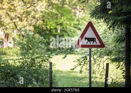 Bild eines europäischen Verkehrszeichens, das auf das Vorhandensein von Vieh Xing mit seiner unverwechselbaren Kuh hinweist, das als Warnung auf Landstraßen verwendet wird. Stockfoto