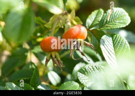 Auf einem Ast wachsen orangene Hagebutten Stockfoto