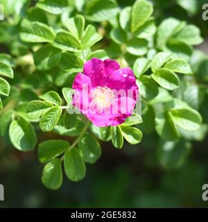 Blühender Busch der Hagebutte (auch Rose Haw und Rose Hep genannt) Stockfoto