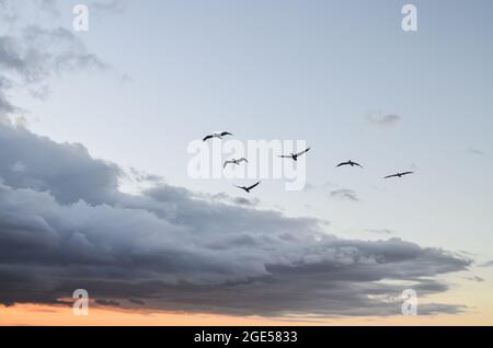 Braune Pelikane (Pelecanus occidentalis) im Flug mit Sturmwolke. Rincon, Puerto Rico, USA. Speicherplatz kopieren. Stockfoto