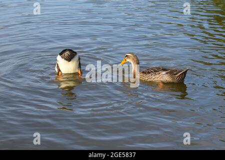 Mallardische männliche und weibliche Enten, die in einem Teich tauchen Stockfoto