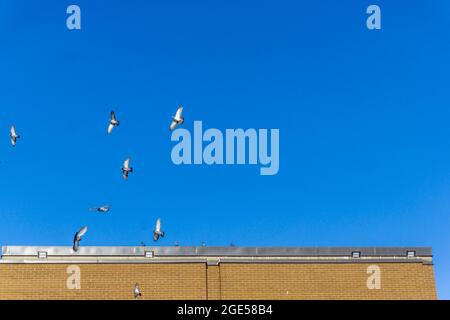 Blick auf Tauben und Tauben, die über dem Dach eines Gebäudes vor einem klaren, blauen Himmel fliegen Stockfoto