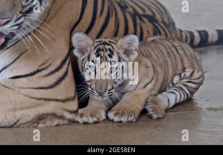 Dhaka, Bangladesch. August 2021. DHAKA, BANGLADESCH - 16. AUGUST: Die beiden neugeborenen bengalischen Tiger-Welpen 'Durjoy und Avantika' werden in Gefangenschaft im National Zoo im Mirpur der Hauptstadt gesehen. Das Königlich-bengalische Tiger-Paar brachte in einer abgeschiedenen Umgebung im Zoo sein erstes Baby zur Welt. Am 16. August 2021 in Dhaka, Bangladesch. (Foto: Eyepix Group/Pacific Press) Quelle: Pacific Press Media Production Corp./Alamy Live News Stockfoto