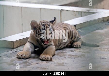 Dhaka, Bangladesch. August 2021. DHAKA, BANGLADESCH - 16. AUGUST: Die beiden neugeborenen bengalischen Tiger-Welpen 'Durjoy und Avantika' werden in Gefangenschaft im National Zoo im Mirpur der Hauptstadt gesehen. Das Königlich-bengalische Tiger-Paar brachte in einer abgeschiedenen Umgebung im Zoo sein erstes Baby zur Welt. Am 16. August 2021 in Dhaka, Bangladesch. (Foto: Eyepix Group/Pacific Press) Quelle: Pacific Press Media Production Corp./Alamy Live News Stockfoto