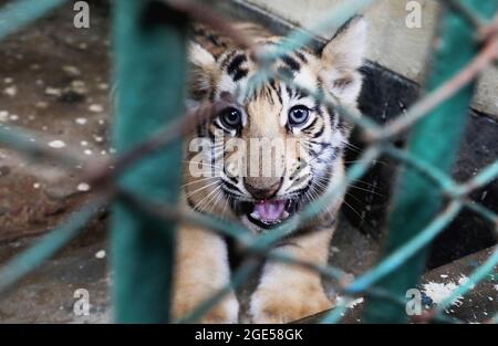 Dhaka, Bangladesch. August 2021. DHAKA, BANGLADESCH - 16. AUGUST: Die beiden neugeborenen bengalischen Tiger-Welpen 'Durjoy und Avantika' werden in Gefangenschaft im National Zoo im Mirpur der Hauptstadt gesehen. Das Königlich-bengalische Tiger-Paar brachte in einer abgeschiedenen Umgebung im Zoo sein erstes Baby zur Welt. Am 16. August 2021 in Dhaka, Bangladesch. (Foto: Eyepix Group/Pacific Press) Quelle: Pacific Press Media Production Corp./Alamy Live News Stockfoto