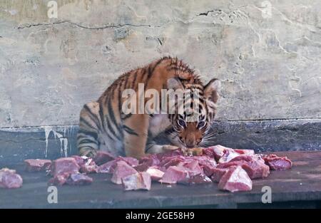 Dhaka, Bangladesch. August 2021. DHAKA, BANGLADESCH - 16. AUGUST: Die neugeborenen bengalischen Tiger-Welpen werden im National Zoo im Mirpur der Hauptstadt gefüttert. Das Königlich-bengalische Tiger-Paar brachte in einer abgeschiedenen Umgebung im Zoo sein erstes Baby zur Welt. Am 16. August 2021 in Dhaka, Bangladesch. (Foto: Eyepix Group/Pacific Press) Quelle: Pacific Press Media Production Corp./Alamy Live News Stockfoto