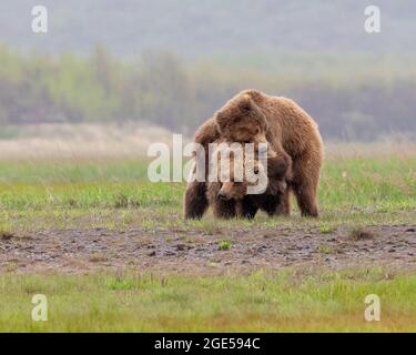 Alaska Peninsula Brown Bear oder Coastal Brown Bear spielen Stockfoto