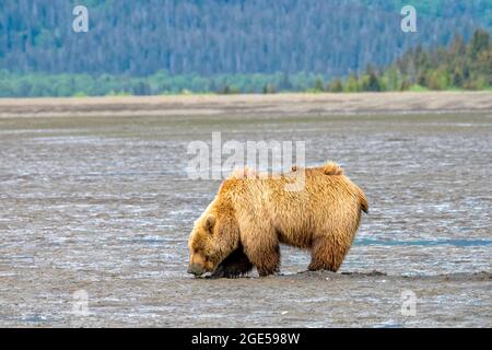 Alaskan Brown Bear in Chinitna Bay Graben Muscheln auf den Mud Flats Stockfoto