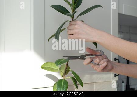 ficus-Stecklinge. Topfpflanzen züchten. Ficus elastica. Stockfoto