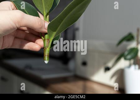 ficus-Stecklinge. Topfpflanzen züchten. Ficus elastica. Stockfoto