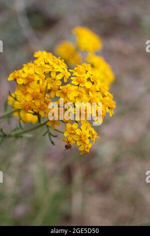 Gelbe, strahlende Kopfblüten von Golden Yarrow, Eriophyllum Confertiflorum, Asteraceae, die in den Santa Monica Mountains im Frühling heimisch sind. Stockfoto