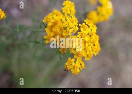 Gelbe, strahlende Kopfblüten von Golden Yarrow, Eriophyllum Confertiflorum, Asteraceae, die in den Santa Monica Mountains im Frühling heimisch sind. Stockfoto