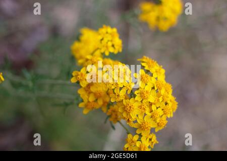 Gelbe, strahlende Kopfblüten von Golden Yarrow, Eriophyllum Confertiflorum, Asteraceae, die in den Santa Monica Mountains im Frühling heimisch sind. Stockfoto