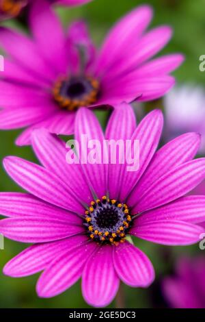 Eine Nahaufnahme von zwei rosa Blüten mit selektivem Fokus und grünem Hintergrund Stockfoto