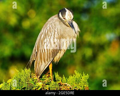 Gelb gekrönter Nachtreiher im Baum stehend Stockfoto