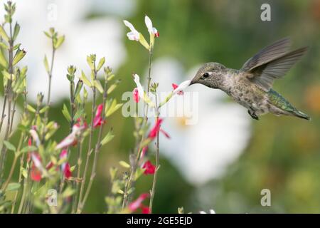 Ein Annas Kolibri sucht Nektar aus einer Salvia-Pflanze mit heißen Lippen. Stockfoto