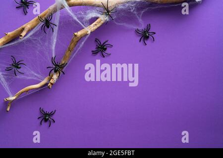 Halloween-Szene mit dekorativen Spinnen mit Netz, Holzzweig auf violettem Hintergrund. Flach liegend, Draufsicht, Overhead. Stockfoto